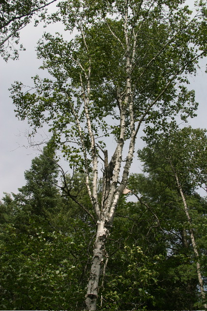 IMG_4834.JPG